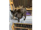 Adopt Coalby a Domestic Short Hair