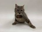 Adopt LUNA a Gray, Blue or Silver Tabby Domestic Longhair / Mixed (long coat)