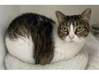 Adopt Marshmallow a Brown Tabby Domestic Shorthair / Mixed (short coat) cat in