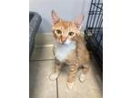 Adopt Ignition a Orange or Red (Mostly) Domestic Shorthair / Mixed (short coat)