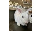 Adopt Hopper a White Other/Unknown / American / Mixed rabbit in New Orleans