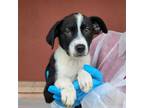 Adopt Chowder a Labrador Retriever, Mixed Breed