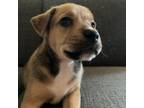 Adopt Cairo a Labrador Retriever