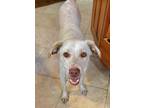 Adopt Misty a White Labrador Retriever / Mixed Breed (Medium) / Mixed dog in