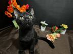 Adopt Dawn a Black (Mostly) Domestic Shorthair / Mixed (short coat) cat in