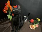 Adopt Twilight a Black (Mostly) Domestic Shorthair / Mixed (short coat) cat in