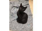 Adopt Licorice a All Black Domestic Shorthair / Mixed (short coat) cat in