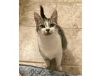 Adopt Rosie & Ricky a Brown Tabby Domestic Shorthair / Mixed (short coat) cat in