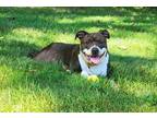 Adopt Beverly a Brindle - with White American Pit Bull Terrier / Mixed Breed