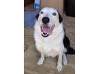 Adopt Bandit a Border Collie