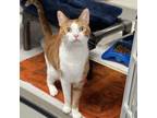 Adopt Butterscotch a Orange or Red Domestic Shorthair / Domestic Shorthair /