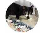 Adopt Edwin Pitcher a All Black Domestic Shorthair / Domestic Shorthair / Mixed
