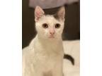 Adopt Matilda the special sweetheart! a White (Mostly) Domestic Shorthair /