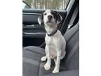 Adopt Finley a Beagle, Jack Russell Terrier