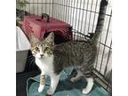 Adopt Jo Hill a Brown Tabby Domestic Shorthair / Mixed (short coat) cat in