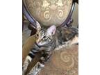 Adopt Lola a Brown Tabby Domestic Shorthair (short coat) cat in Haltom City