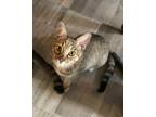 Adopt Lady a Brown Tabby Domestic Shorthair (short coat) cat in Haltom City