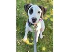 Adopt Porter a White German Shorthaired Pointer / German Shorthaired Pointer /