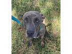 Adopt Angie a Brown/Chocolate Catahoula Leopard Dog / Terrier (Unknown Type