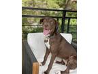 Adopt Cappuccino a Brown/Chocolate Labrador Retriever / Husky / Mixed dog in