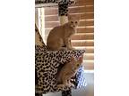 Adopt Blinkie a Orange or Red Domestic Shorthair (short coat) cat in Haltom