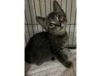 Adopt Hippo a Domestic Shorthair / Mixed cat in Cleveland, TN (38686626)