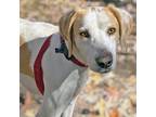 Adopt Jones a Hound (Unknown Type) / Mixed dog in Troy, VA (38753176)