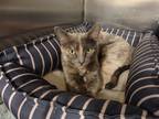 Adopt Savannah a Tortoiseshell Domestic Shorthair (short coat) cat in Westfield