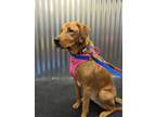 Adopt Roseline a Tan/Yellow/Fawn Labrador Retriever / Mixed dog in West Allis