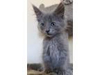 Adopt Fiona (MC) a Russian Blue / Mixed (long coat) cat in Napa, CA (38766810)