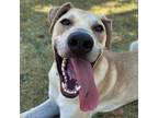 Adopt Torpedo a Tan/Yellow/Fawn Labrador Retriever / Mixed dog in Bryan