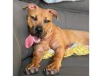 Adopt Jasper Rock a Pit Bull Terrier