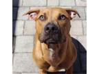 Adopt Jasper Rock a Pit Bull Terrier