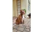 Adopt Naba aka "Bobby" a Brown/Chocolate - with White American Pit Bull Terrier