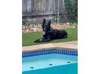 Adopt Maverick a Black German Shepherd Dog / Mixed dog in Southlake