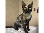 Adopt Diamond a All Black Domestic Shorthair / Mixed cat in Jacksonville