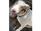 Adopt Whiskers a White Pointer / Australian Cattle Dog / Mixed dog in Durango