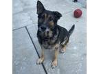Adopt Remy a Brown/Chocolate German Shepherd Dog / Mixed dog in Janesville