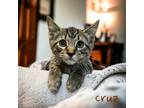 Adopt Cruz a Brown or Chocolate Domestic Shorthair / Domestic Shorthair / Mixed