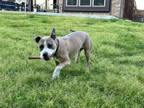 Adopt Cane III (New Digs) a Pit Bull Terrier