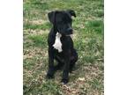 Adopt Buddy (Stefan) Griffin a Black - with White Pit Bull Terrier / Mixed dog