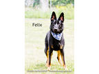 Adopt Felix a Black German Shepherd Dog / Mixed dog in Cedar Rapids