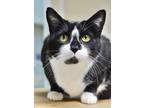 Adopt Sierra a Black & White or Tuxedo Domestic Shorthair (short coat) cat in