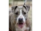 Adopt Tiffany a Gray/Blue/Silver/Salt & Pepper American Staffordshire Terrier /