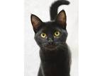 Adopt Night a All Black Domestic Shorthair (short coat) cat in Dublin
