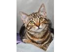 Adopt Lady a Brown Tabby Domestic Shorthair (short coat) cat in Dublin