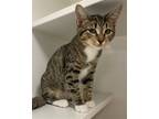 Adopt Bell Pepper a Brown Tabby Domestic Shorthair / Mixed (short coat) cat in