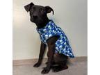 Adopt Lenny a Black Labrador Retriever / Mixed dog in Dallas, TX (38739903)