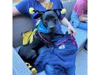 Adopt Phantom a Black Labrador Retriever / Mixed dog in Dallas, TX (38739893)