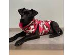 Adopt Gizmo a Black Labrador Retriever / Mixed dog in Dallas, TX (38739892)